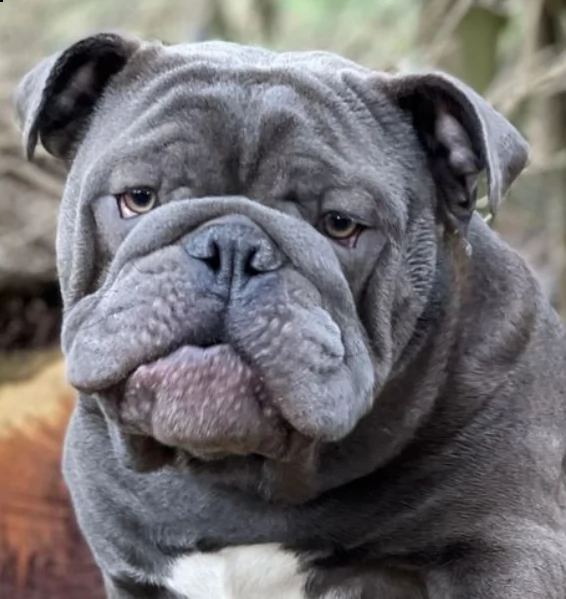 rifiuti arcobaleno allevati professionalmente per la salute | Foto 5