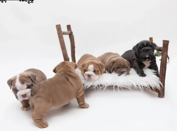 rifiuti arcobaleno allevati professionalmente per la salute