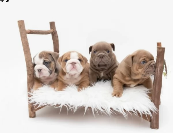 rifiuti arcobaleno allevati professionalmente per la salute | Foto 4