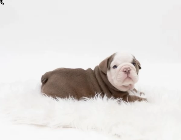 rifiuti arcobaleno allevati professionalmente per la salute | Foto 3