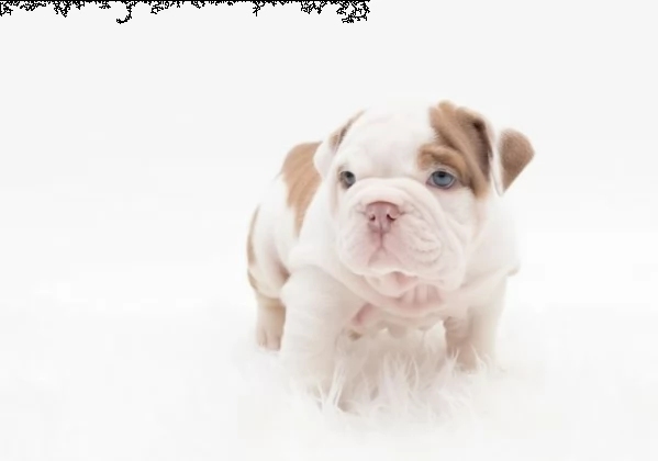 rifiuti arcobaleno allevati professionalmente per la salute | Foto 2