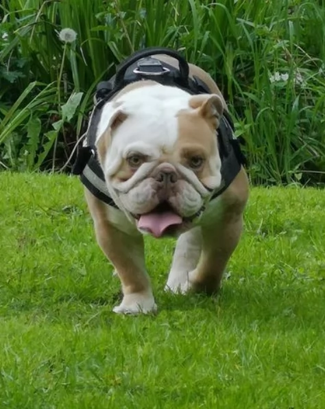 rifiuti arcobaleno allevati professionalmente per la salute | Foto 1