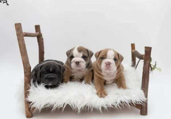 rifiuti arcobaleno allevati professionalmente per la salute | Foto 0