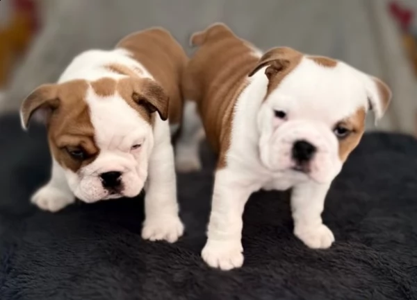 cuccioli di bulldog britannico esemplari in vendita !!! | Foto 2