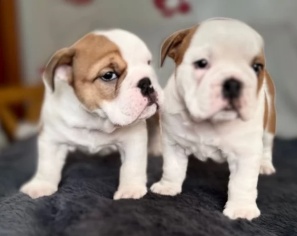 cuccioli di bulldog britannico esemplari in vendita !!!