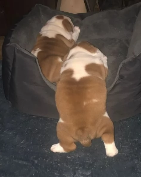 cuccioli di bulldog britannico esemplari in vendita !!! | Foto 1