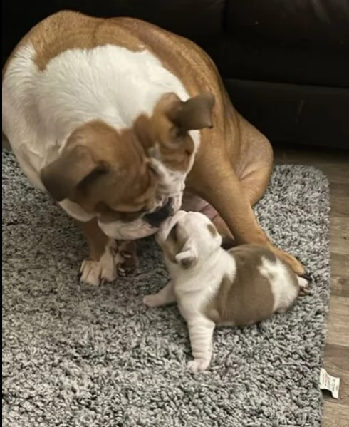 cuccioli di bulldog britannico esemplari in vendita !!! | Foto 0