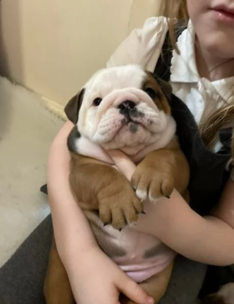 pronto a lasciare il bulldog britannico registrato kc | Foto 4