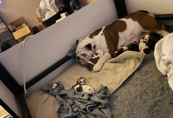 pronto a lasciare il bulldog britannico registrato kc | Foto 3