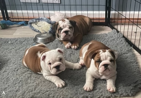pronto a lasciare il bulldog britannico registrato kc