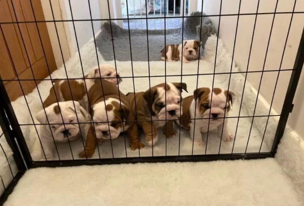 pronto a lasciare il bulldog britannico registrato kc | Foto 2