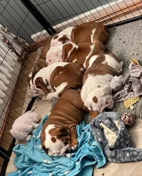 pronto a lasciare il bulldog britannico registrato kc | Foto 0