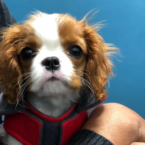 simpatici cuccioli di cavalier king aspettano una casa per sempre | Foto 1