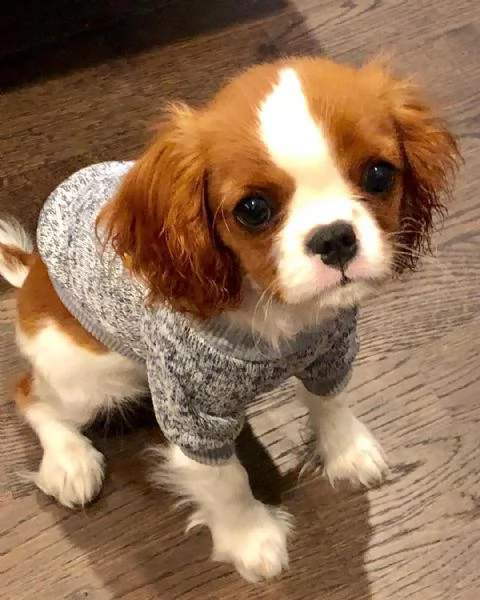 simpatici cuccioli di cavalier king aspettano una casa per sempre | Foto 0