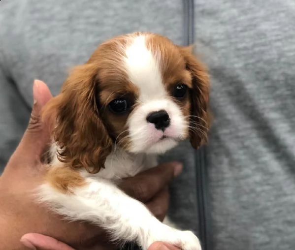 simpatici cuccioli di cavalier king aspettano una casa per sempre
