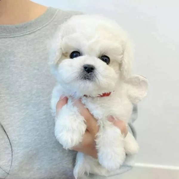 bianchissimi cucciolini maltese!!!