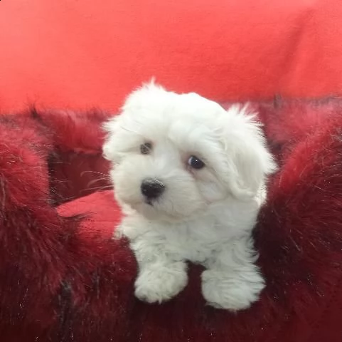 maltese mini toy