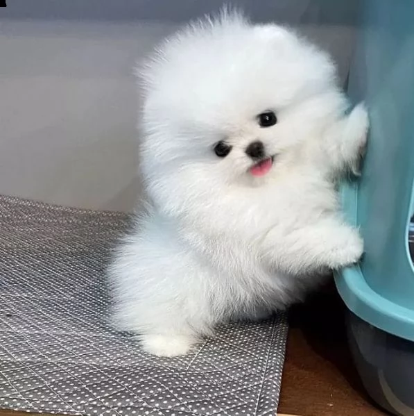 regalo piccolipomeranian toy ..... | Foto 0