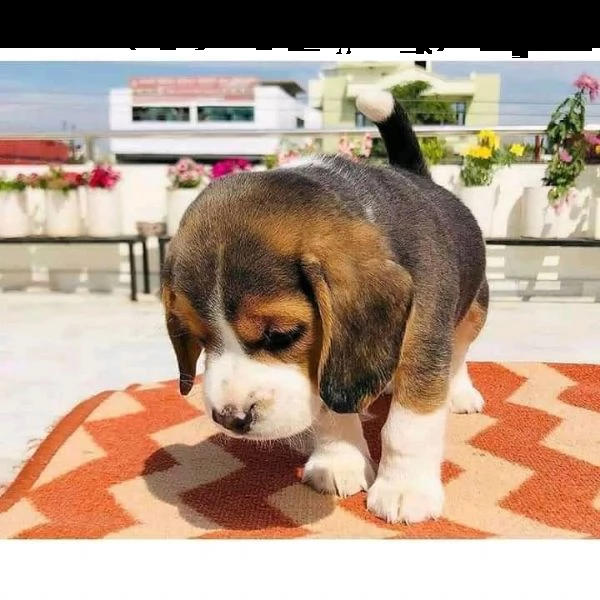 greta - cagna beagle, cucciola, tricolore - vuole traslocare adesso!