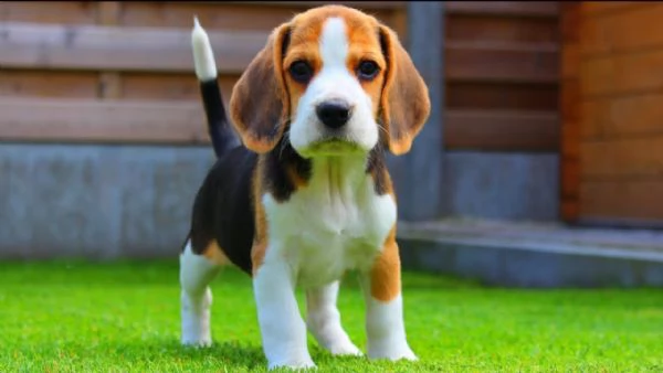 greta - cagna beagle, cucciola, tricolore - vuole traslocare adesso! | Foto 0
