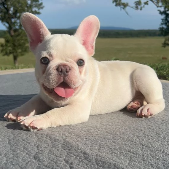 regarlo bulldog francese cuccioli