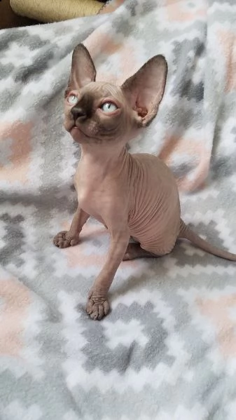 gattino sphynx maschio e femmina pronto per partire.