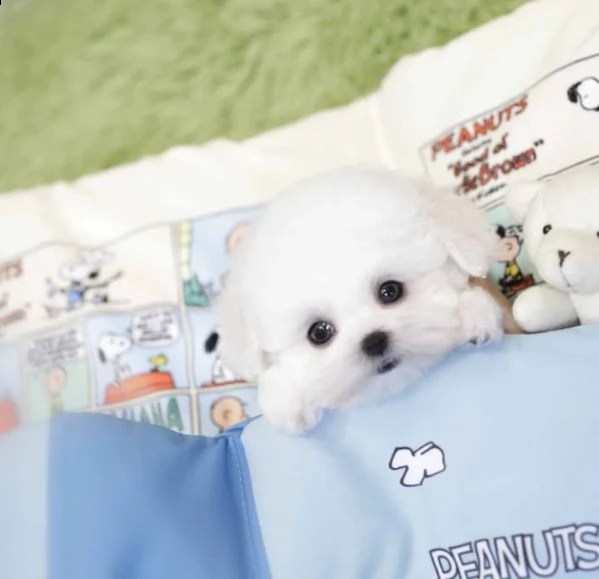 maltese 