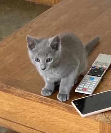cuccioli blue di russia gattini