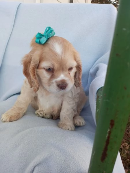 regalo cuccioli coker spaniel