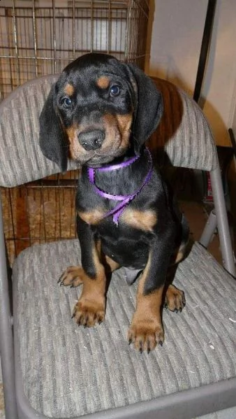 adorabili cuccioli dobermann femminucce e maschietti disponibili 