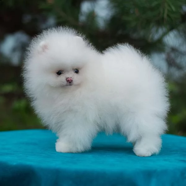 adorabili cuccioli di pomerania (+393509706299)