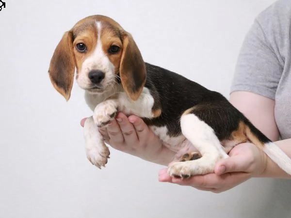 beagle