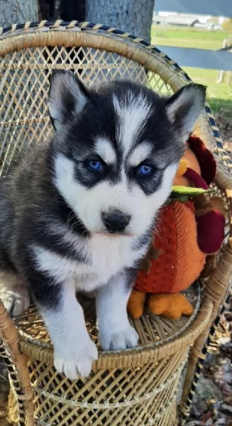  regalo siberian husky con pedigree .