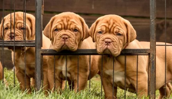 regalo bellissimi maschi e femmine dogue de bordeaux cuccioli 