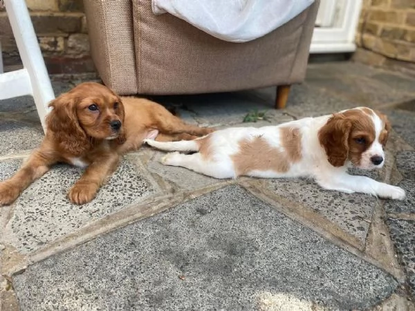cuccioli di cavalier king  femminucce e maschietti per l'adozione gratuita