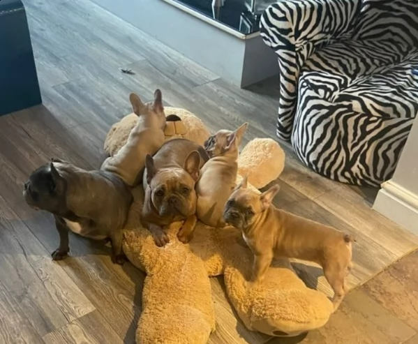 splendidi frenchies pronti a partire | Foto 2