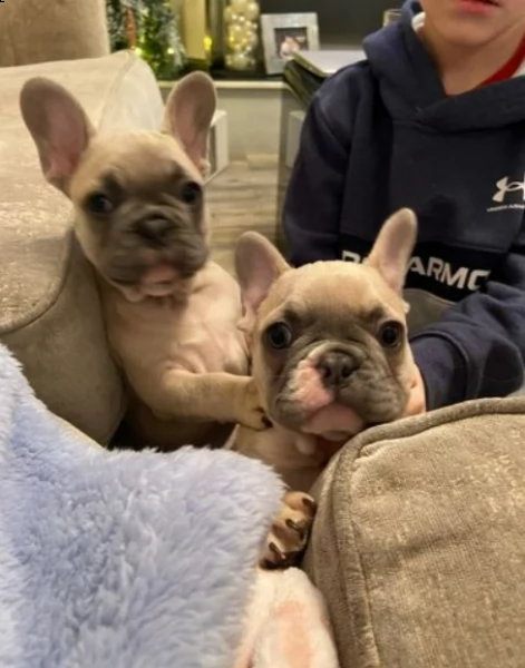 splendidi frenchies pronti a partire | Foto 1