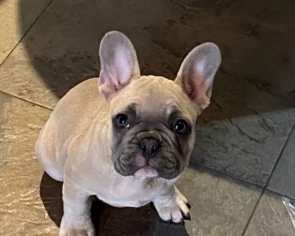 splendidi frenchies pronti a partire