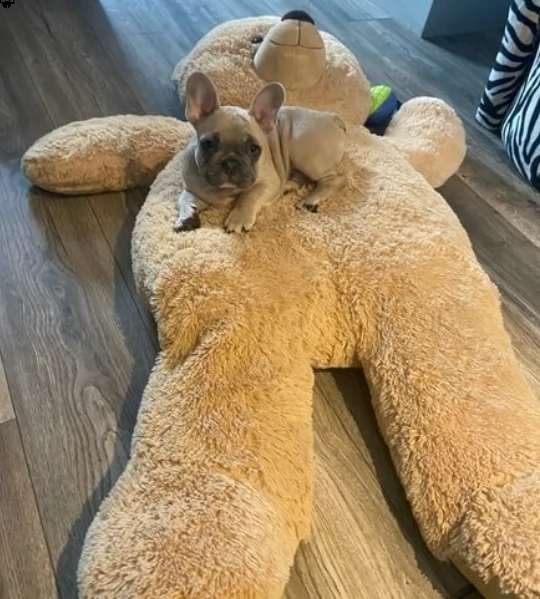 splendidi frenchies pronti a partire | Foto 0