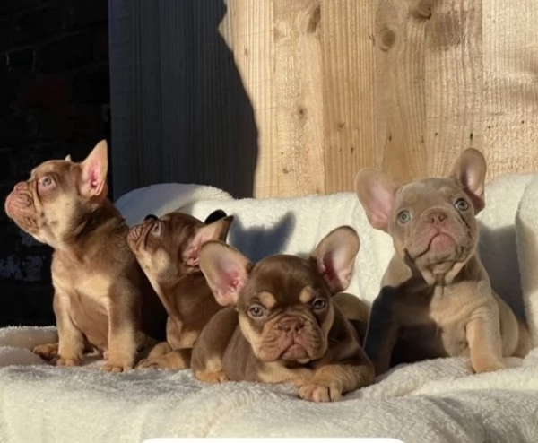 nuova tonalità isabella & tan/nuova tonalità cioccolato & abbronzatura