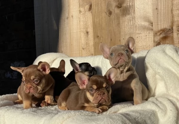 nuova tonalità isabella & tan/nuova tonalità cioccolato & abbronzatura | Foto 1