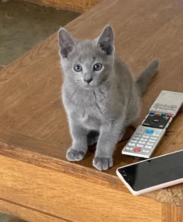 meravigliosi blu di russia cuccioli