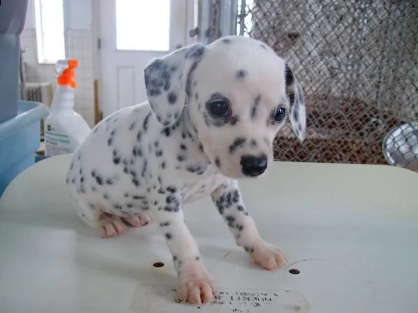 damalta cuccioli per reinserimento