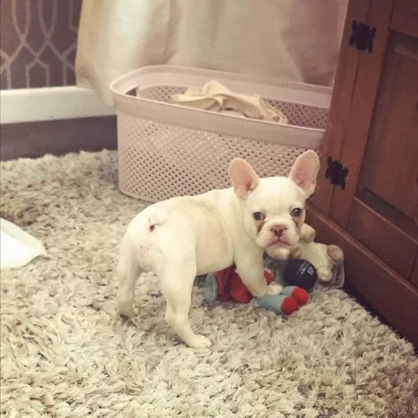 cuccioli di bulldog francese addestrati