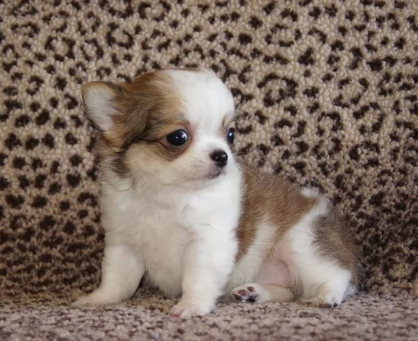 cuccioli di chihuahua per re-homing