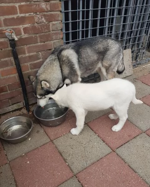 cuccioli di husky siberiano di razza pura | Foto 0