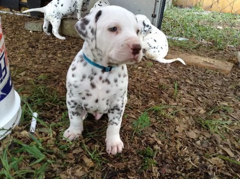 damalta cuccioli per reinserimento