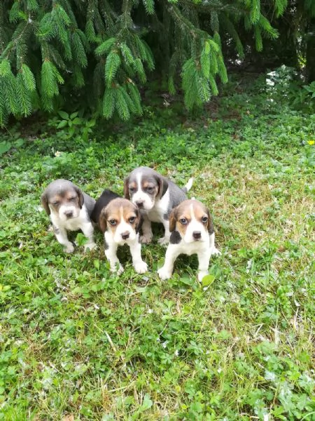 cuccioli beagle inglese 