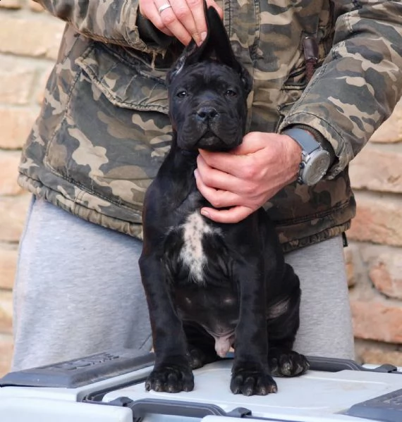 cane corso cuccioli | Foto 6
