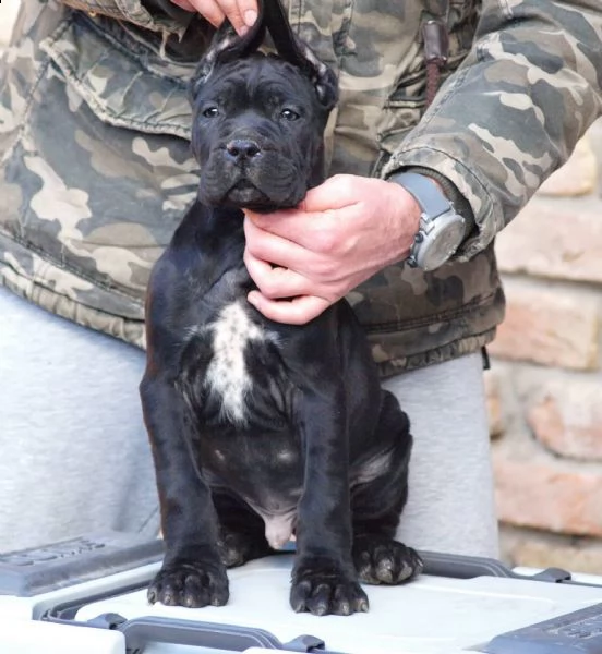 cane corso cuccioli | Foto 5